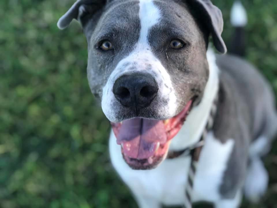 Adopt a friend: Clyde